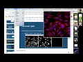 BMES Channel splitting in ImageJ