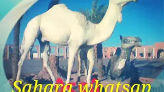 صبري ياعيني دا لشفت ياطعن لفنان بوكنين 