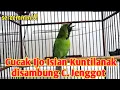 Download Lagu Cucak ijo ngekek isian kunti disambung cucak jenggot