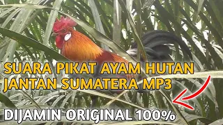 suara pikat ayam hutan jantan sumatera