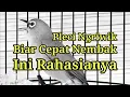 Download Lagu Pleci Ngriwik Biar Cepat Nembak Bongkar Isian, Terapi Pleci Nembak