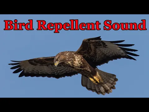 Download MP3 Bird Repellent Sound 🦅 Buzzard voice - 3 hours