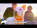 The Sweetest Moments on Pit Bulls and Parolees Animal Planet