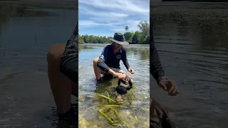 GIANT MUDCRAB! Watch ya fingers 😮