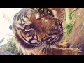 Google Photos Animals Take Selfies at the LA Zoo
