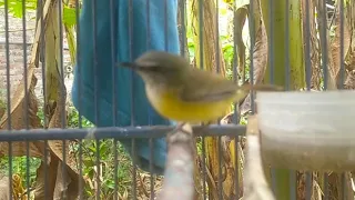 suara khas burung cikrak bambu