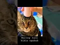 Download Lagu Video kucing lucu bikin ngakak 2022 #shots
