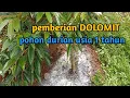 Lagu PEMBERIAN DOLOMIT POHON DURIAN USIA 1 tahun..