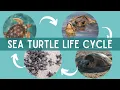 The LIFE CYCLE of SEA TURTLES The Journey from Hatchling to Adulthood