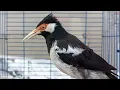Download Lagu Pancingan Jalak Suren Gacor Mompa Full Variasi - Masteran Suara Burung Jalak Gacor Full Isian Mewah