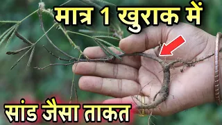 अपामार्ग पौधे के इस फायदे से सारी दुनिया अंजान है? स्त्री पुरुष दोनों के लिए है अमृत अपामार्ग