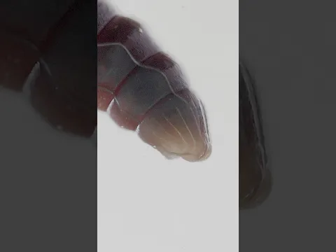 Have you ever seen a worm’s mouth?