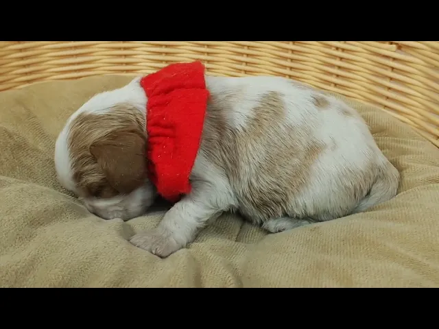 動画