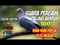 Download Lagu TERBUKTI AMPUH!! suara pikat jantan dan betina burung pergam alis merah langsung ngumpul semua