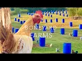 ALABAMA - BONEYARD FARM