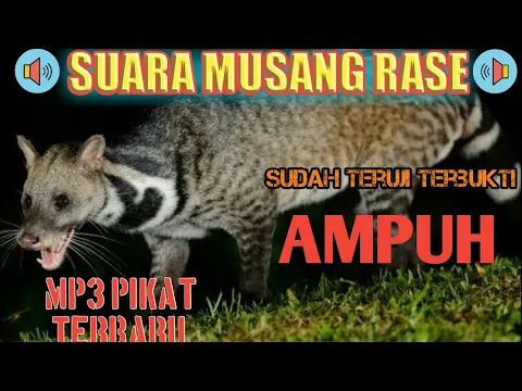 Download MP3 SUARA MUSANG RASE #pikat