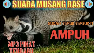 suara musang rase pikat