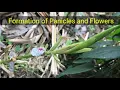 Cardamom form Fruit formation to fruit plucking