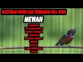 Lagu SUARA BURUNG KOLIBRI NINJA GACOR FULL ISIAN MEWAH AMPUH BUAT MASTERAN KONIN BAHAN