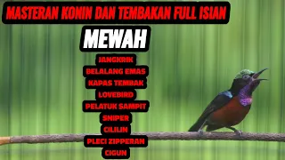 suara burung kolibri ninja gacor full isian mewah ampuh buat masteran konin bahan