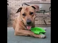 Emma mix Pitbull Bullmastiff pitmastiff