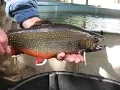 MassWildlife Trout Spawning Fall 2014
