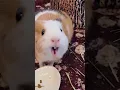 Download Lagu Hamster sound ❤🥰  #viral #asmr