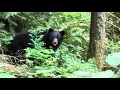 Black Bear on Squak Bullitt Fireplace Trail