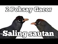 Download Lagu 2 Poksay Mandarin Gacor Saling Sautan Sautan Paling Ampuh Cocok Buat Pancingan Pikat