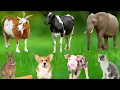 Lagu Farm Animal Life: Horse, Cow, Monkey, Chicken, Pig, Dog, Cat, Duck, Fish - Animal Video