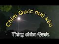 Download Lagu Tiếng chim Quốc mái kêu | Tiếng chim gọi bầy #tiengchimgoibay