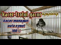 Download Lagu kacer trotol gacor ngeplong//kacer manapun auto nyaut100%