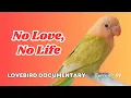 Download Lagu They will DIE!!! | The Secrets of African Lovebirds | LOVEBIRD DOCUMENTARY Episode 1