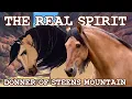 Download Lagu The Mustang Who Became Spirit | Donner of Steens Mountain