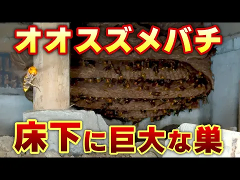 巣未確認→予約前に問合せください！安心事前見積り！年内再発保証付！PayPay可