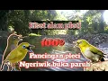 Lagu pancingan pleci agar gacor buka paruh