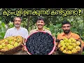Download Lagu Dried Garcinia Cambogia preparation at Home | How to make dried Malabar Tamarind(Kudam Puli) at Home