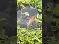 Download Lagu Mancing ikan mas koi dirawa tarikannya gacor banget🤤🔥