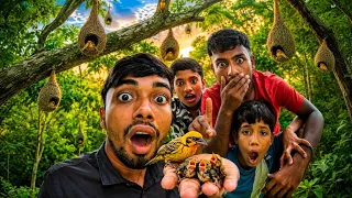 পাখির ছানাগুলো বড় হচ্চে!“Pakhir chana