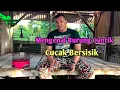 Download Lagu Sicantik.. Burung Cucak Bersisik / Kutilang Zebra