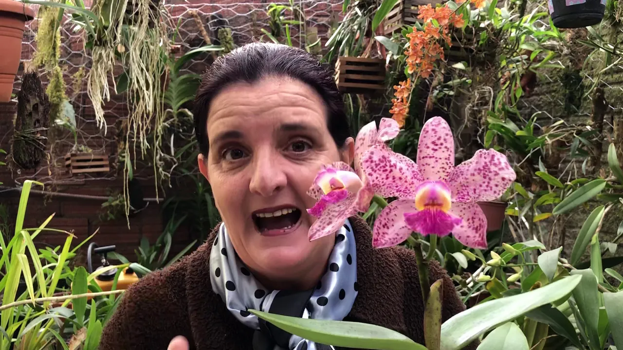 COMO PLANTA UMA ORQUÍDEA NO OSSO