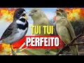 Download Lagu COLEIRO TUI TUI FIBRA CANTO TUI TUI PRERFEITO CANTO COLEIRO TUI TUI PARA ESQUENTAR COLEIRO TUI TUI