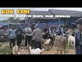Gila... Harga Kambing Semakin Jatuh kah? Cross Boer 1600, Jawa randu 850, Cempe 250 rb