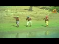 Bhakta Tukaram Songs | Padavelli Pothundi Raa Song | Nageswara Rao| Sivaji Ganesan | Sridevi