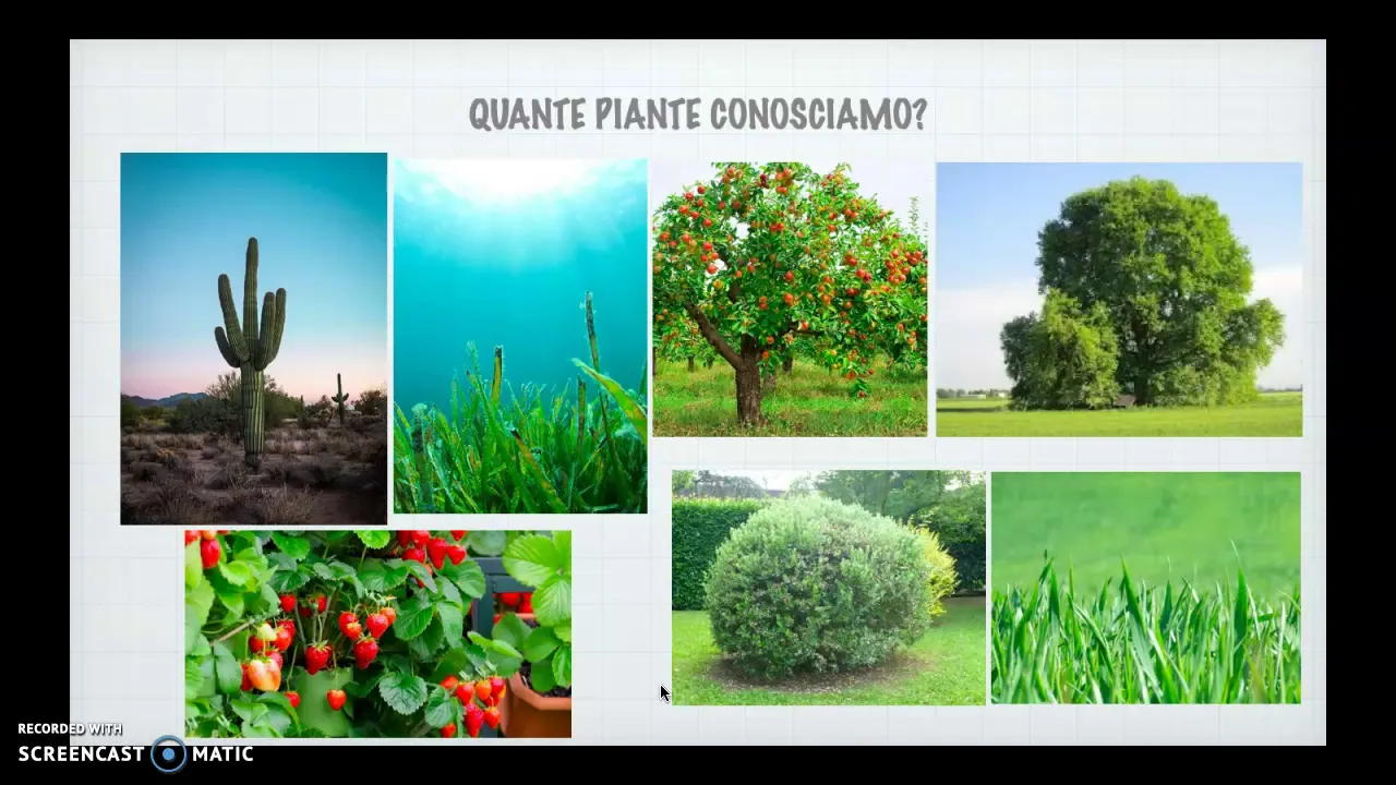 ALBERI, ARBUSTI ED ERBE
