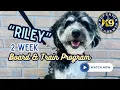 Riley s 2 Week Board Train Mini Bernedoodle Florida Dog Trainers
