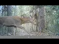 Walmart trail camera Tasco For the price this camera works quite well