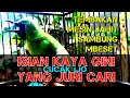 Download Lagu ISIAN CUCAK IJO KAYA GINI YANG JURI SUKA DAN CARI, TEMBAKAN MESIN JAHIT SAMBUNG MBESETAN PANJANG