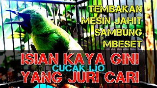 Download ISIAN CUCAK IJO KAYA GINI YANG JURI SUKA DAN CARI, TEMBAKAN MESIN JAHIT SAMBUNG MBESETAN PANJANG MP3