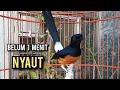 Download Lagu murai batu gacor AMPUH buat PANCINGAN murai batu agar bunyi JADIKAN burung murai gacor EMOSI NYAUT